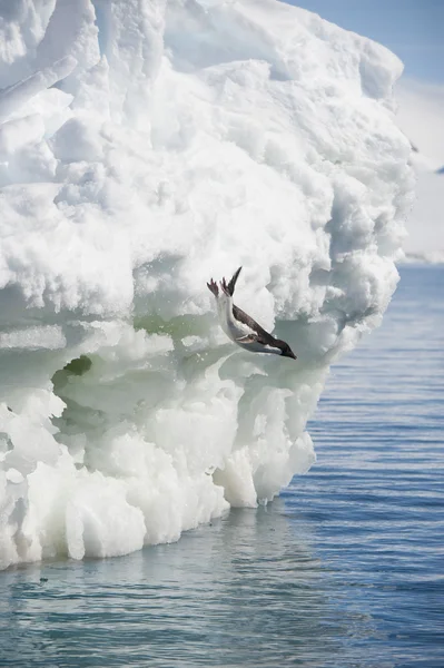 Adelie Penguin jump