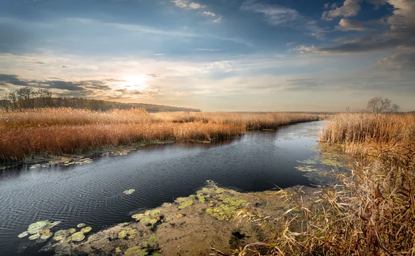 Autumn river and reeds