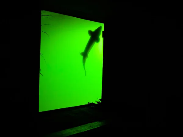 Silhouette of a fish