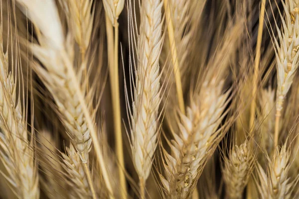 Golden spica cereal crops