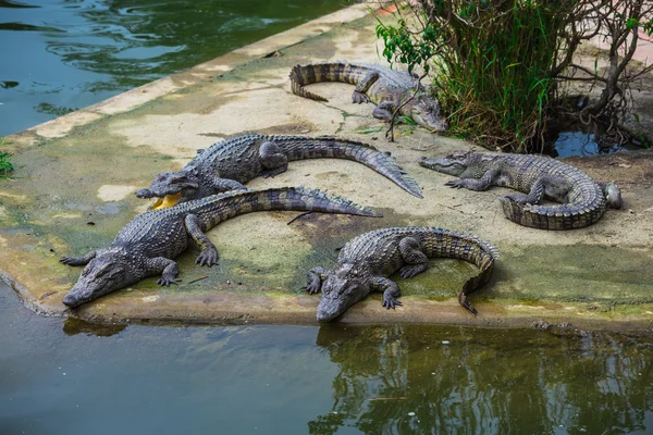 Crocodile Farm in Dalat
