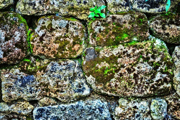 Texture of rock wall overgrown with moss