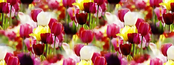 Panorama of multicolor tulips