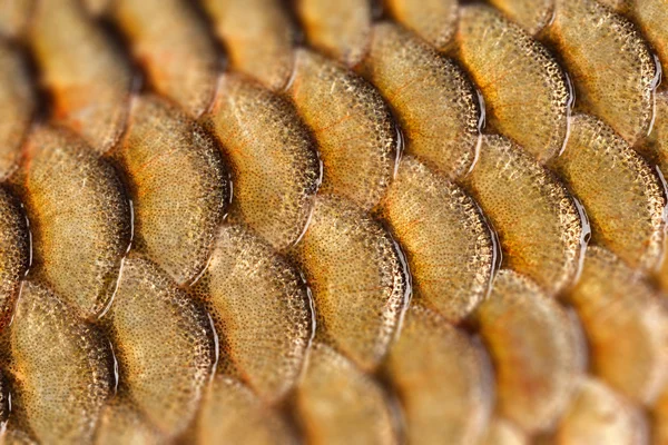 Photographed close-up of fish squama carp family. Tilt-Shift eff