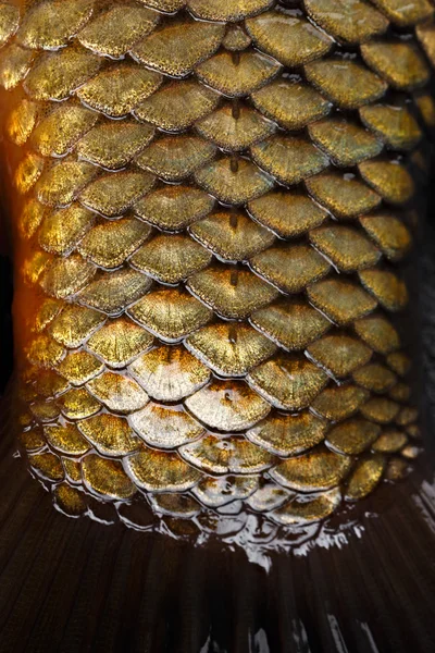 Photographed close-up of fish squama carp family.