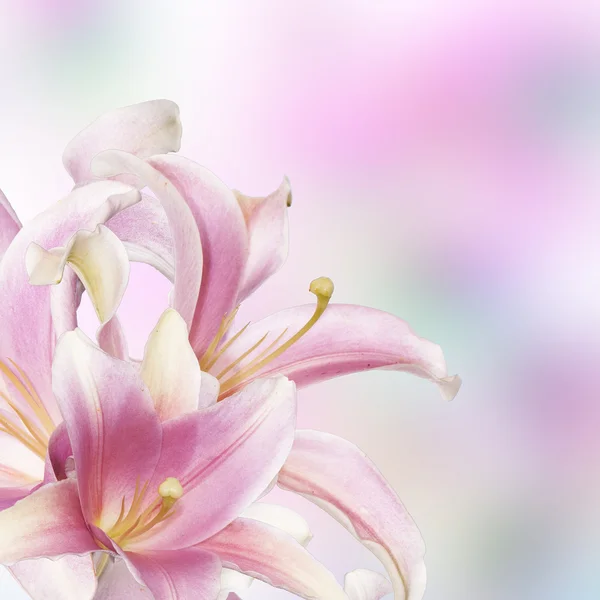 Flowers pink beautiful lily isolated on white background