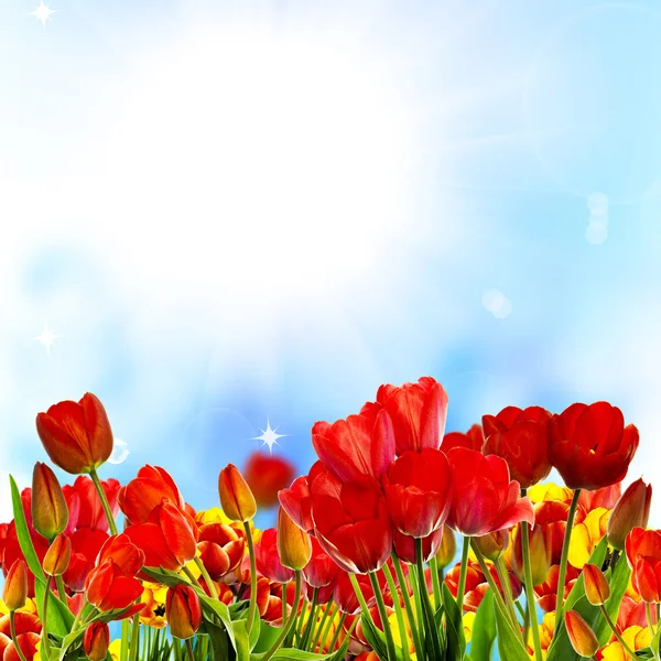 Beautiful garden fresh colorful tulips on blue sky