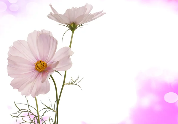 Spring light pink flowers on a white background isolated