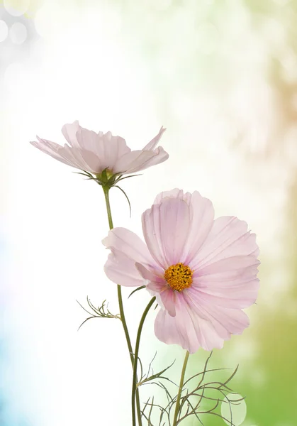 Spring light pink flowers