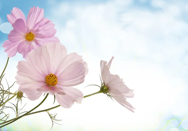 Spring light pink flowers