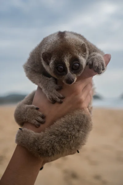 Slow loris in the hands of women isolated on the beach.