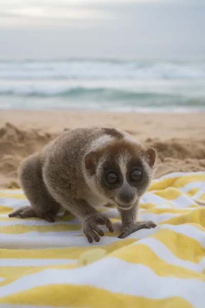 Slow loris monkey sitting on the towel isolated on the beach.