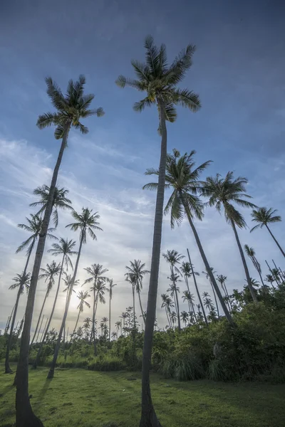 Tropical palm trees with green field and bushes over blue sky with clouds during beautiful summer day