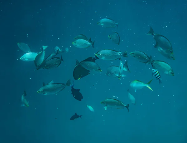 Diving, snorkling with school of fishes underwater of tropical sea