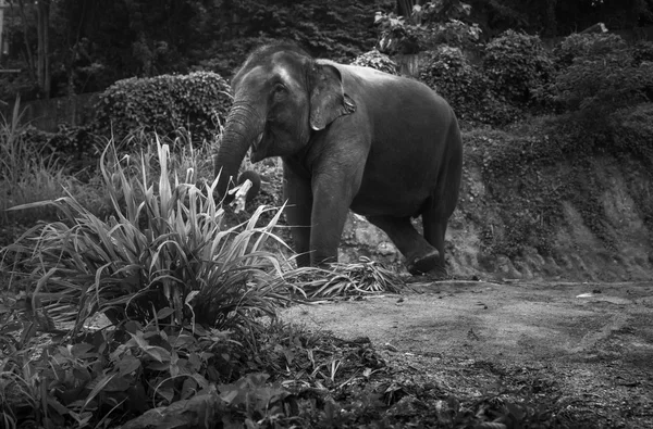 Black and white photo of an elephant eating palm leaves on a hill