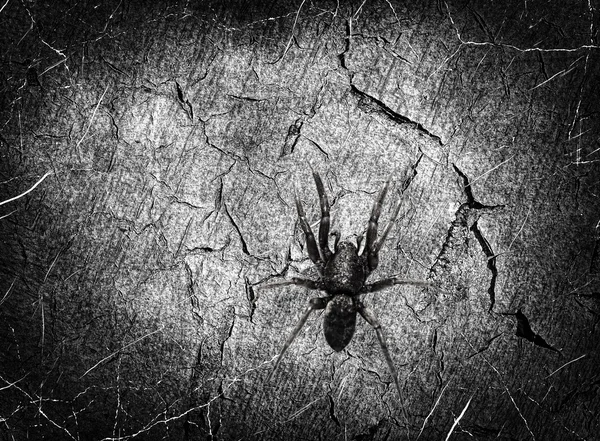 Black spider on grunge scratched texture.