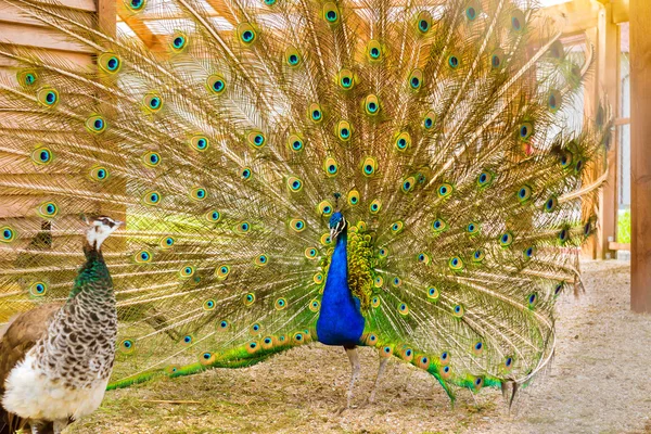 Peacock fluffed tail in mating dance
