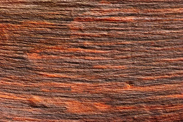 Wavy texture of a tree trunk
