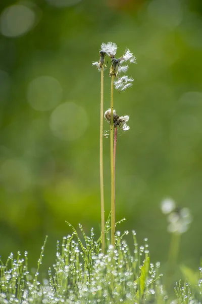 Fresh Green Grass with Drops Dew