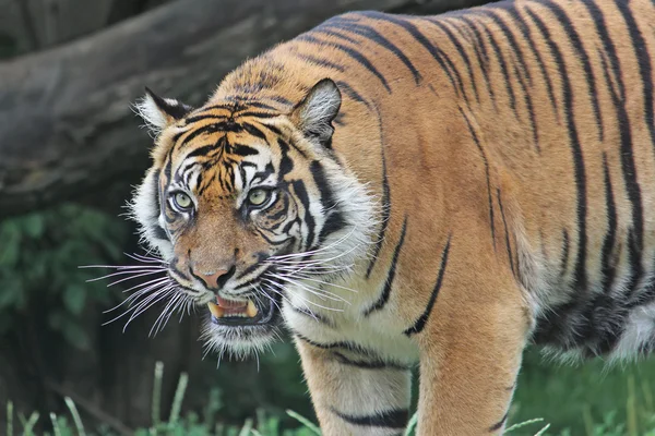 Sumatran Tiger snarls. Close-up.