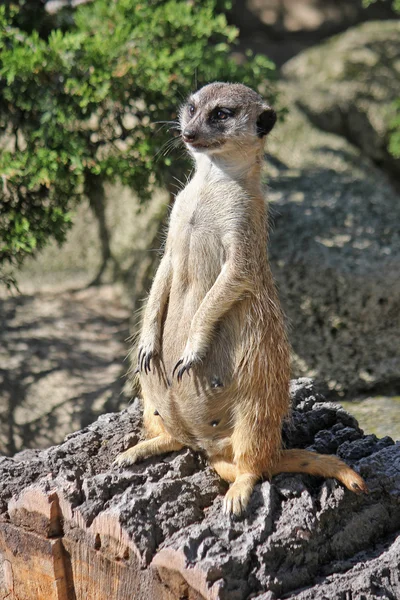 Female meerkat stands on his hind legs and looks into the distance