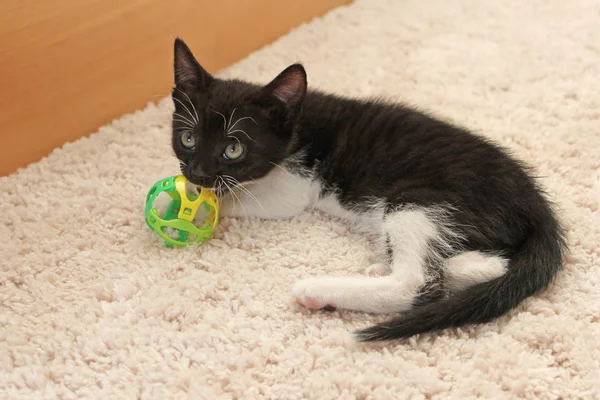 Small black and white kitten bites toy ball