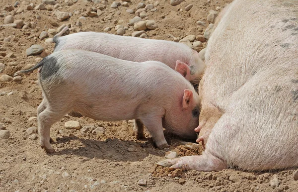 Sow milk feeds two little pigs