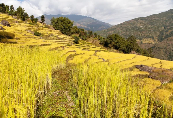 Golden terraced rice field in Solukhumbu valley, Nepal