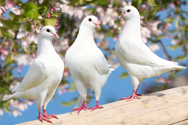 Three white pigeon on flowering background