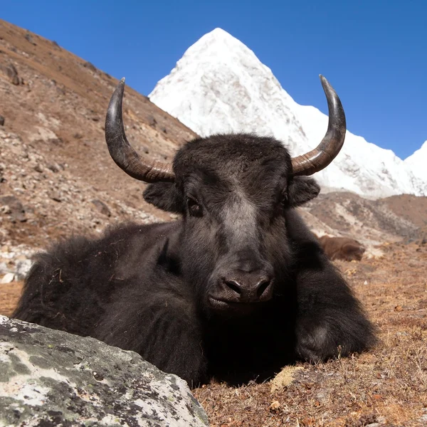 Yak on the way to Everest base camp and mount Pumo ri