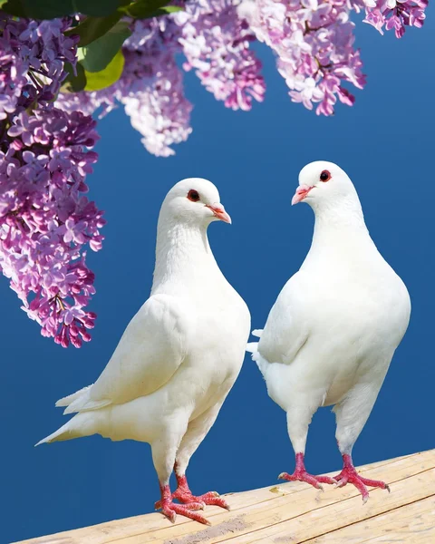 Two white pigeons on perch with flowering lilac tree