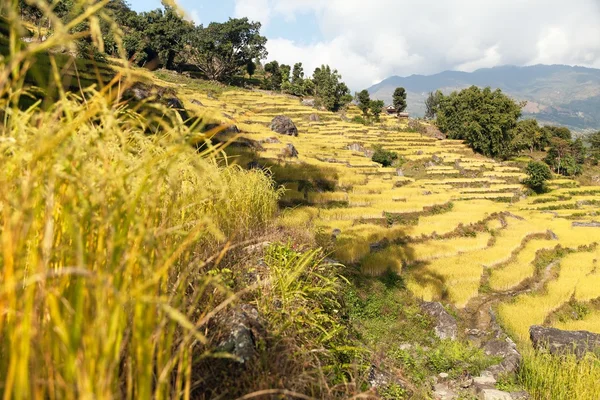 Golden terraced rice field in Solukhumbu valley, Nepal