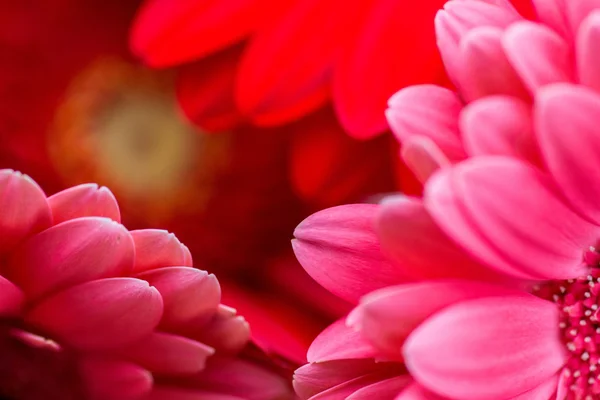 Bright Red and Pink Gerbera flowers background
