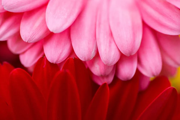 Bright Red and Pink Gerbera flowers background