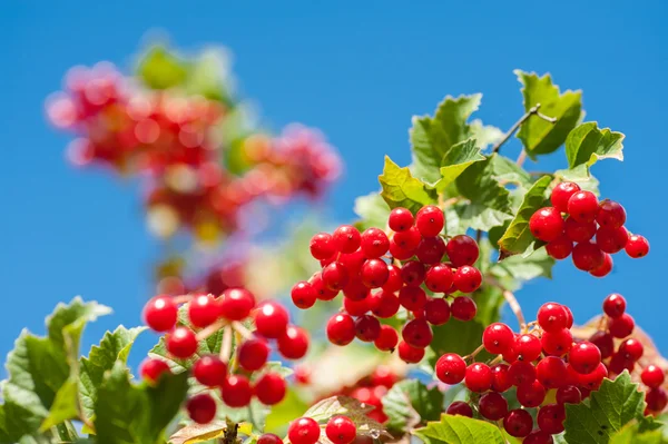 Bunch of guelder-rose berries on the blue sky background