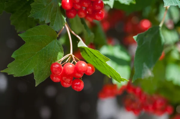 Bunch of guelder-rose berries outdoors