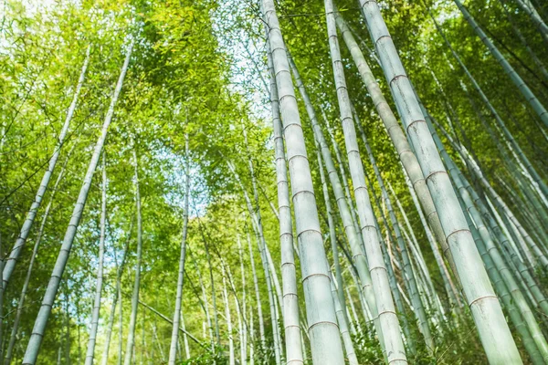 Bamboo grove, bamboo forest