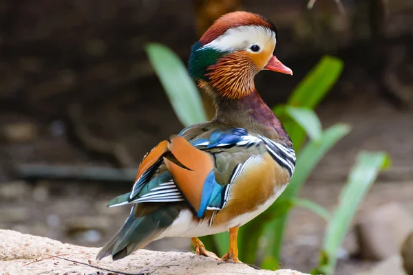 Exotic mandarin duck