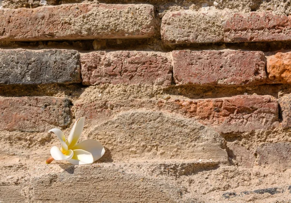 Flower and brick wall