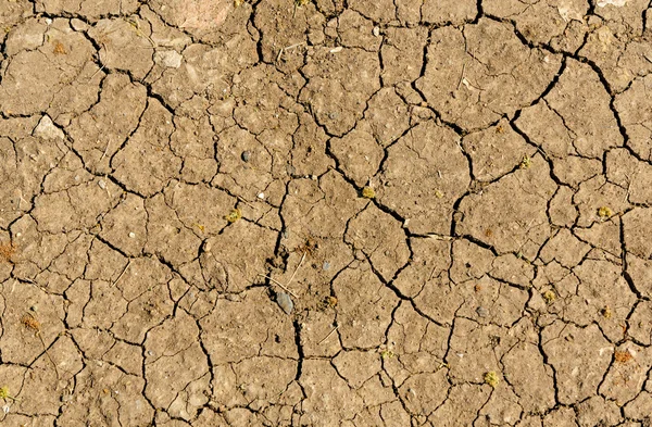 Dry farm land rice field