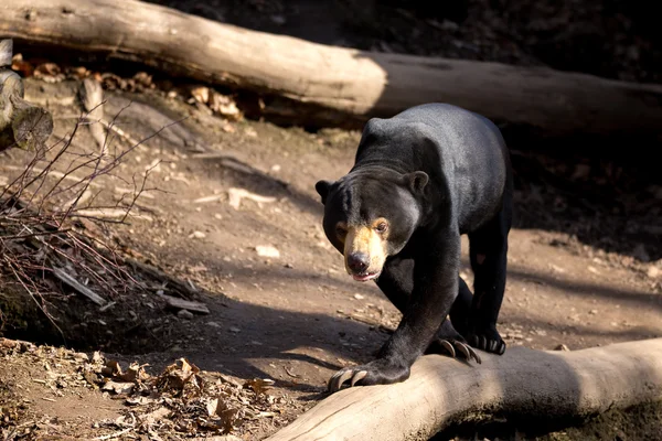 Sun bear also known as a Malaysian bear