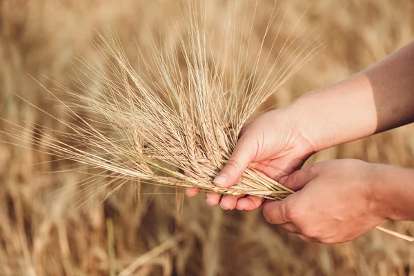 Wheat ears barley in the hand