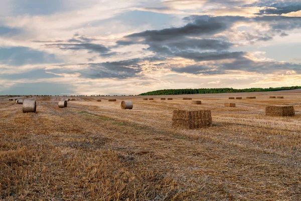 Harvested field with straw bales in summer