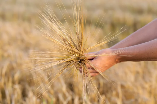 Wheat ears barley in the hand
