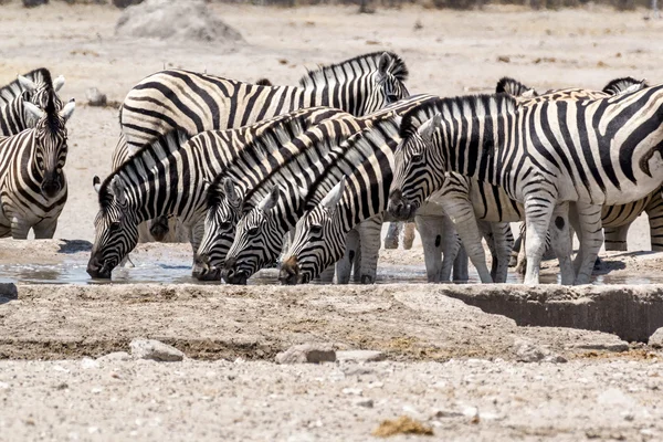 Zebra drinking on waterhole
