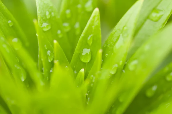 Water drops on green plant leaf