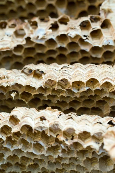 Wasp nest background