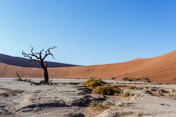 Beautiful landscape of Hidden Vlei in Namib desert