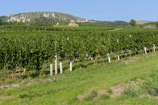 Vineyards under Palava. Czech Republic