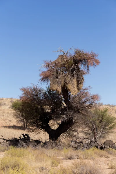 African sociable weaver big nest on tree